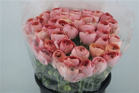 Ran Cloni Ex Champagne