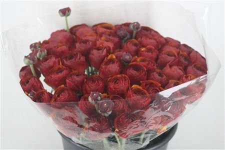 Ran Cloni Ex Brownie