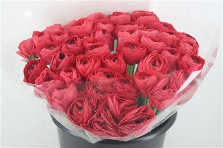 Ran Cloni Ex Terracotta