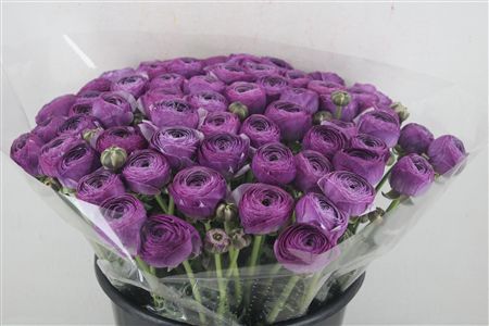 Ran Cloni Ex Nonno Antonio Parmela