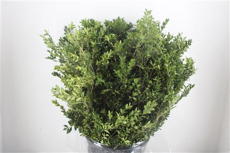 Buxus Green P Bunch