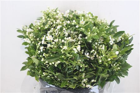 Chiosia Flower P Bunch