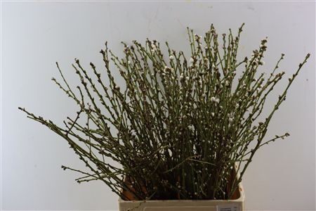 Perzikbloesem Medium White P Bunch