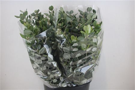 Pittosp Ralphi Leaves 200gr P Bunch