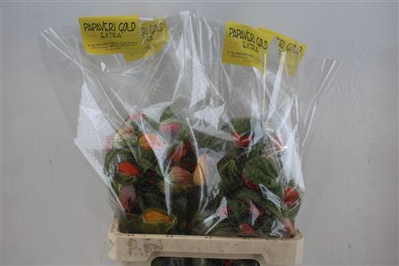 Papaver Mixed Extra P Stem