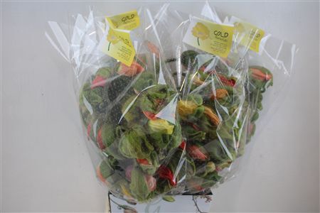 Papaver Mixed Super P Stem