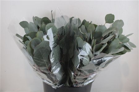 Euca Populus Short 150gr P Bunch