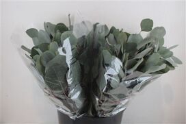 Euca Populus Short 150gr P Bunch