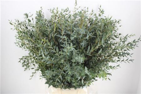 Euca Parvifolia 300gr P Bunch