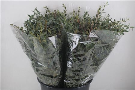 Euca Parvifolia Short 150gr P Bunch