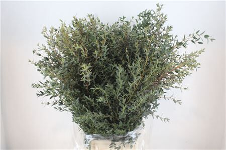 Euca Parvifolia 400gr P Bunch