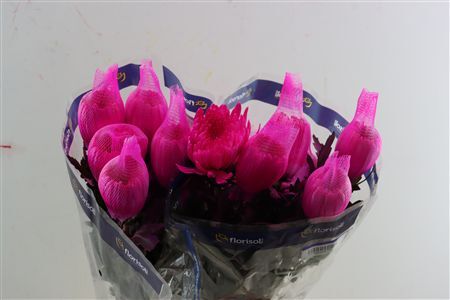 Chr G Kbh Tinted Cerise