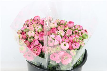 Ran Amandine New Porcelaine