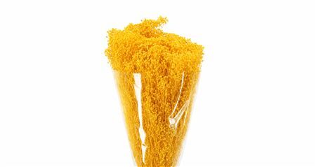 Dried Brooms Yellow Bunch