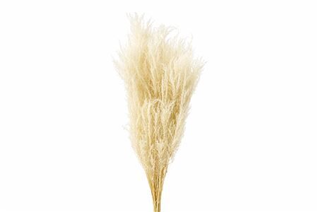 Pres Helecho Lvs Bleached Bunch