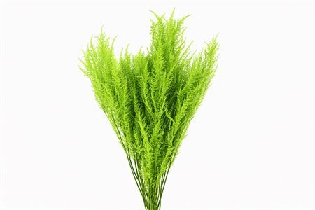 Pres Helecho Lvs Apple Green Bunch