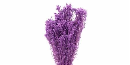 Dried Brooms Milka Bunch