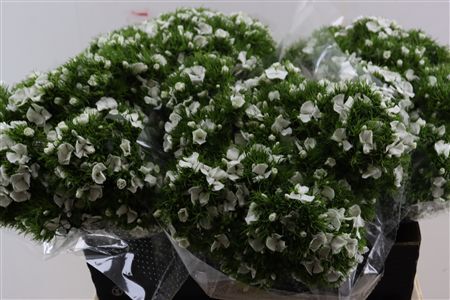 Di Barb Breanthus Hera Wite