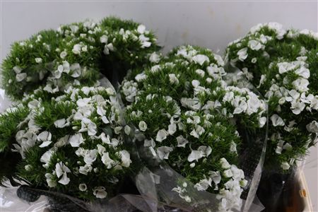 Di Barb Breanthus Hera Wite