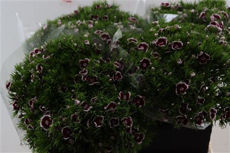 Di Barb Breanthus Roi Bicolor Red White