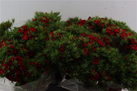 Di Barb Breanthus Amras Red