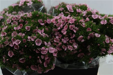 Di Barb Breanthus Noble Light Pink