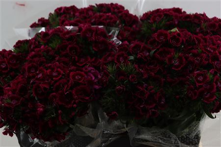 Di Barb Breanthus Jolly Purple Pink