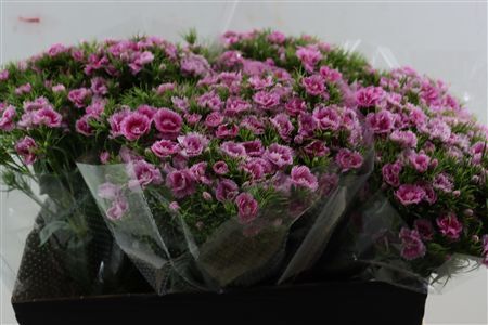 Di Barb Doblino Fantasia