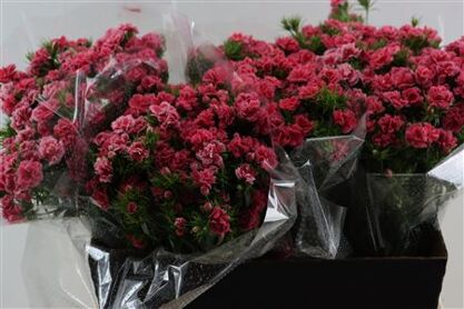 Di Barb Doblino Pink