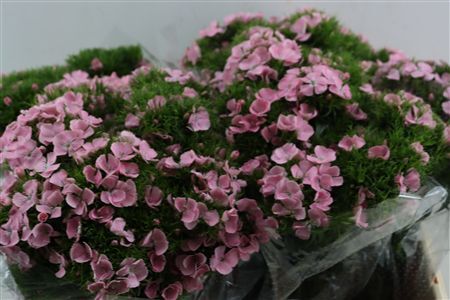 Di Barb Breanthus Noble Light Pink