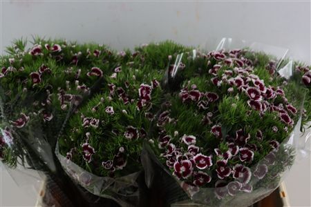 Di Barb Breanthus Roi Bicolor Red White