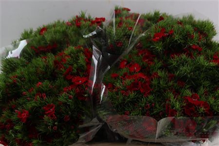 Di Barb Breanthus Amras Red