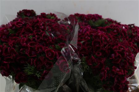 Di Barb Breanthus Jolly Purple Pink