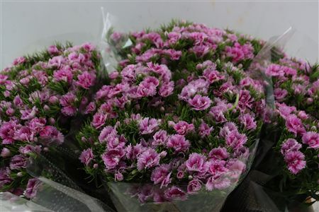 Di Barb Doblino Fantasia