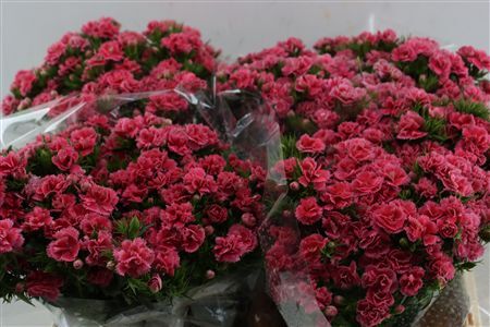 Di Barb Doblino Pink