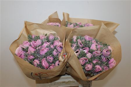 Anem Marianne Powder Pink