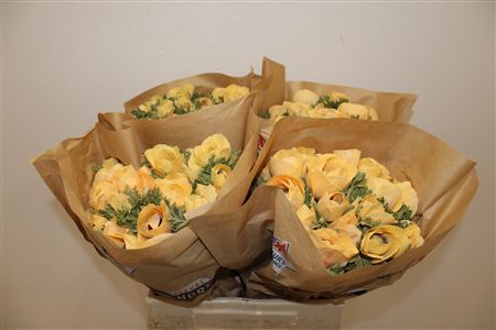 Anem Marianne Powder Abricot