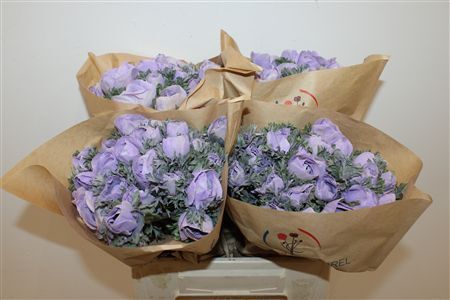 Anem Marianne Powder Lavender