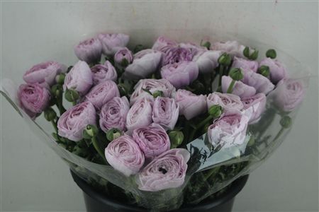 Ran Cloni Sup Nebbia