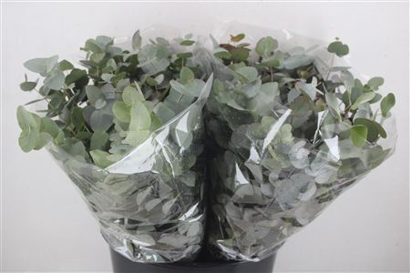 Euca Cinerea Short 150gr P Bunch