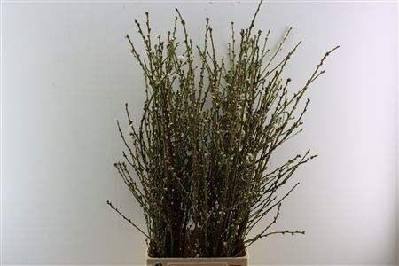 Perzikbloesem White P Bunch