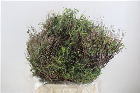 Euph Spinoza Medium 400gr P Bunch