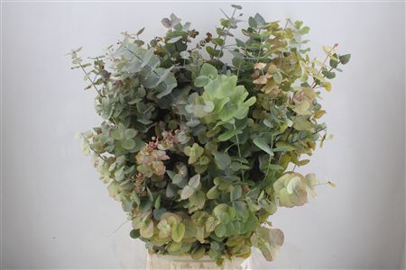 Euca Stuartiana Autumn P Bunch