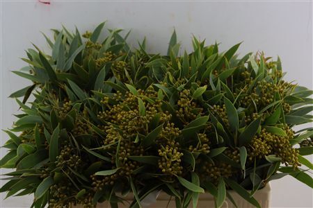 Euca Amber Nut Berry 50cm