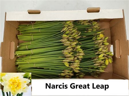 Narcis G Great Leap