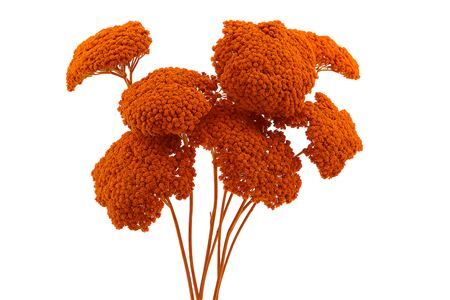 Dried Achillea Orange 10pcs Bunch