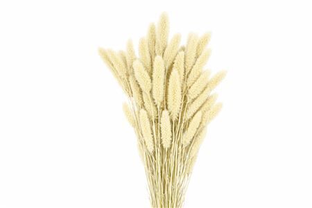 Dried Setaria X5 Frosted White Bunch