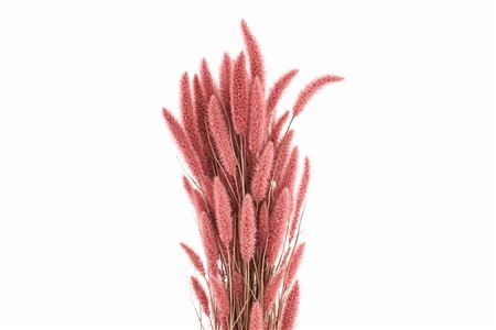 Dried Setaria X5 Frosted L Pink Bunch