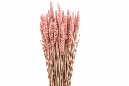 Dried Triticum X5 Frosted Pink Bunch