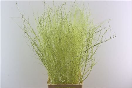 Spiraea Klbh Creme P Tak